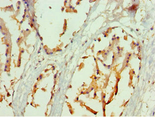 NRF1 Antibody