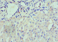 NRP1 Antibody