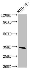 NTHL1 Antibody