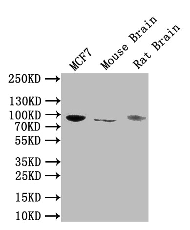NTRK1 Antibody