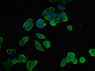 NTSR1 Antibody