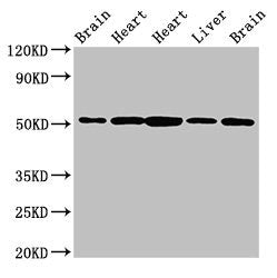 NUCB2 Antibody