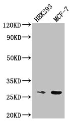 NUDT21 Antibody