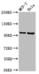 NUP98 Antibody
