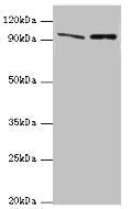 NVL Antibody