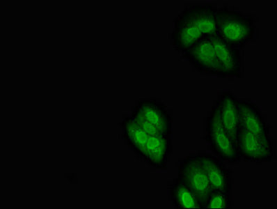NXF1 Antibody