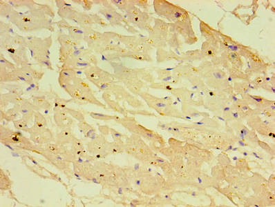 NXF3 Antibody