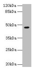 NXF5 Antibody
