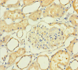 NXPH2 Antibody
