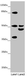 NYX Antibody