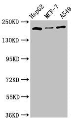 OBSL1 Antibody