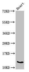 Ocm Antibody
