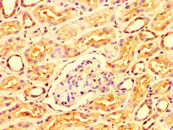 OCRL Antibody