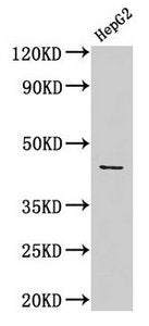 ACTB Antibody