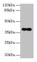 OGG1 Antibody