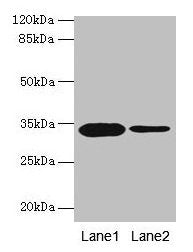 OGN Antibody