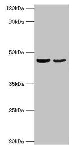 OLA1 Antibody