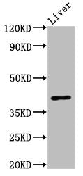 OPRL1 Antibody