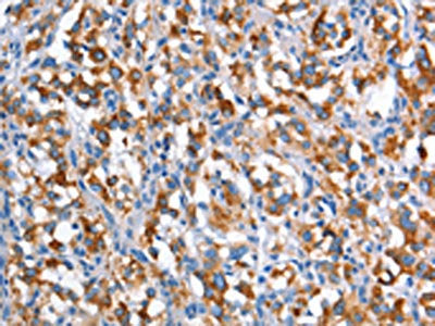 CD226 Antibody