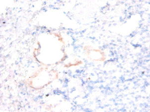 ENSA Antibody