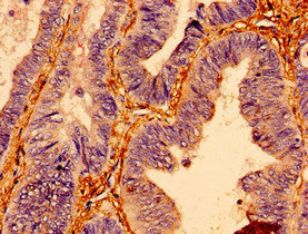 BTF3 Antibody