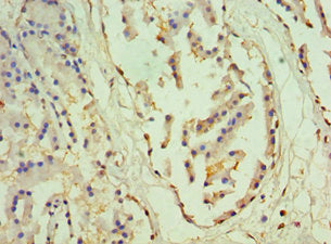 OTX2 Antibody