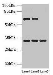 OTX2 Antibody