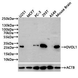 OVOL1 Antibody