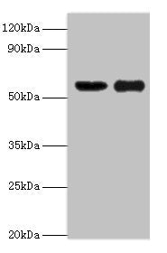 OXCT1 Antibody