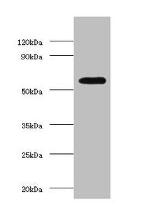 OXCT1 Antibody