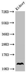 OXT Antibody