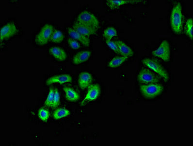 OXTR Antibody