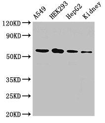 P4HA1 Antibody