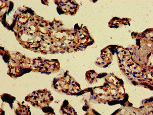 PAEP Antibody