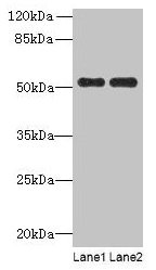 PAH Antibody