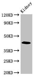 PALM Antibody