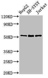 PRKN Antibody