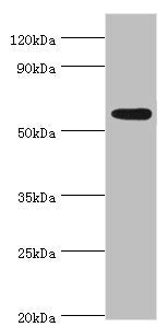 PARP3 Antibody