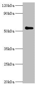 PARP3 Antibody
