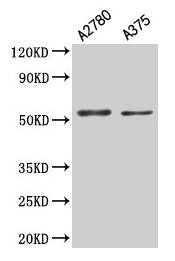 PAX3 Antibody