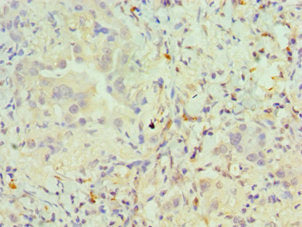 PAX6 Antibody