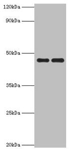 PAX6 Antibody