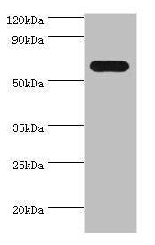 PAX7 Antibody