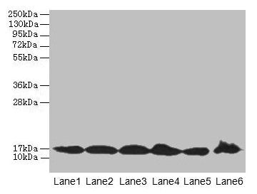 BUD31 Antibody