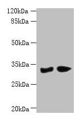 PBLD Antibody