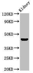 PBX1 Antibody