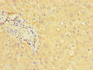 PCBD1 Antibody