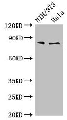 PCCA Antibody
