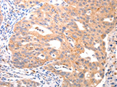 VTCN1 Antibody