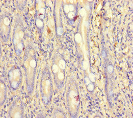PCF11 Antibody